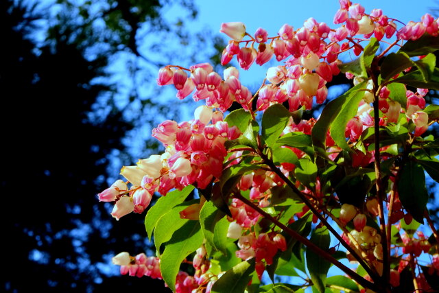 碧空に馬酔木の花