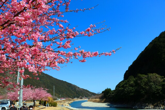 河津桜