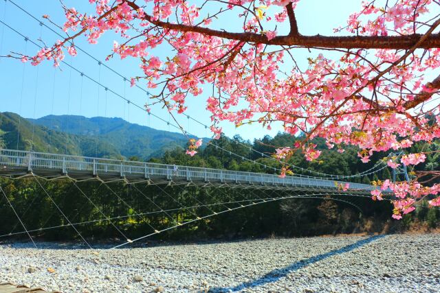 河津桜