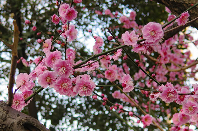 紅梅