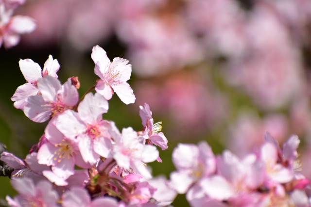 河津桜