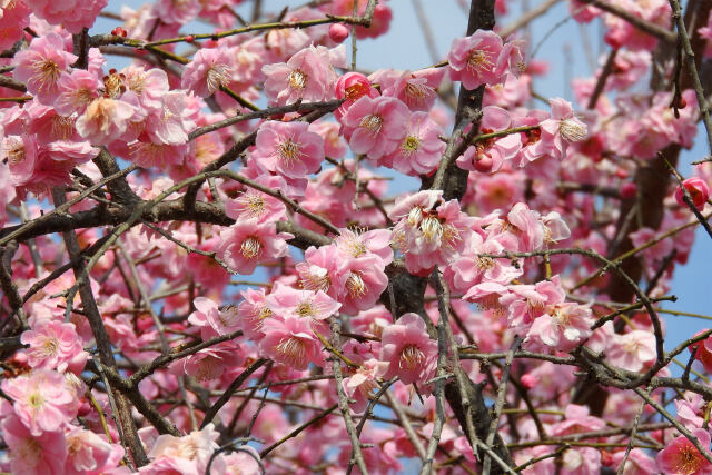 満開の梅花