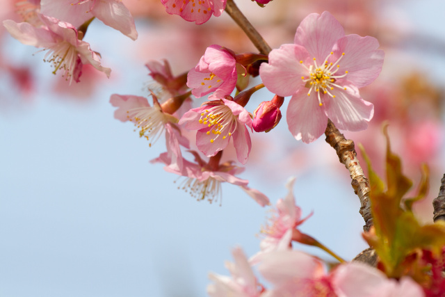 河津桜