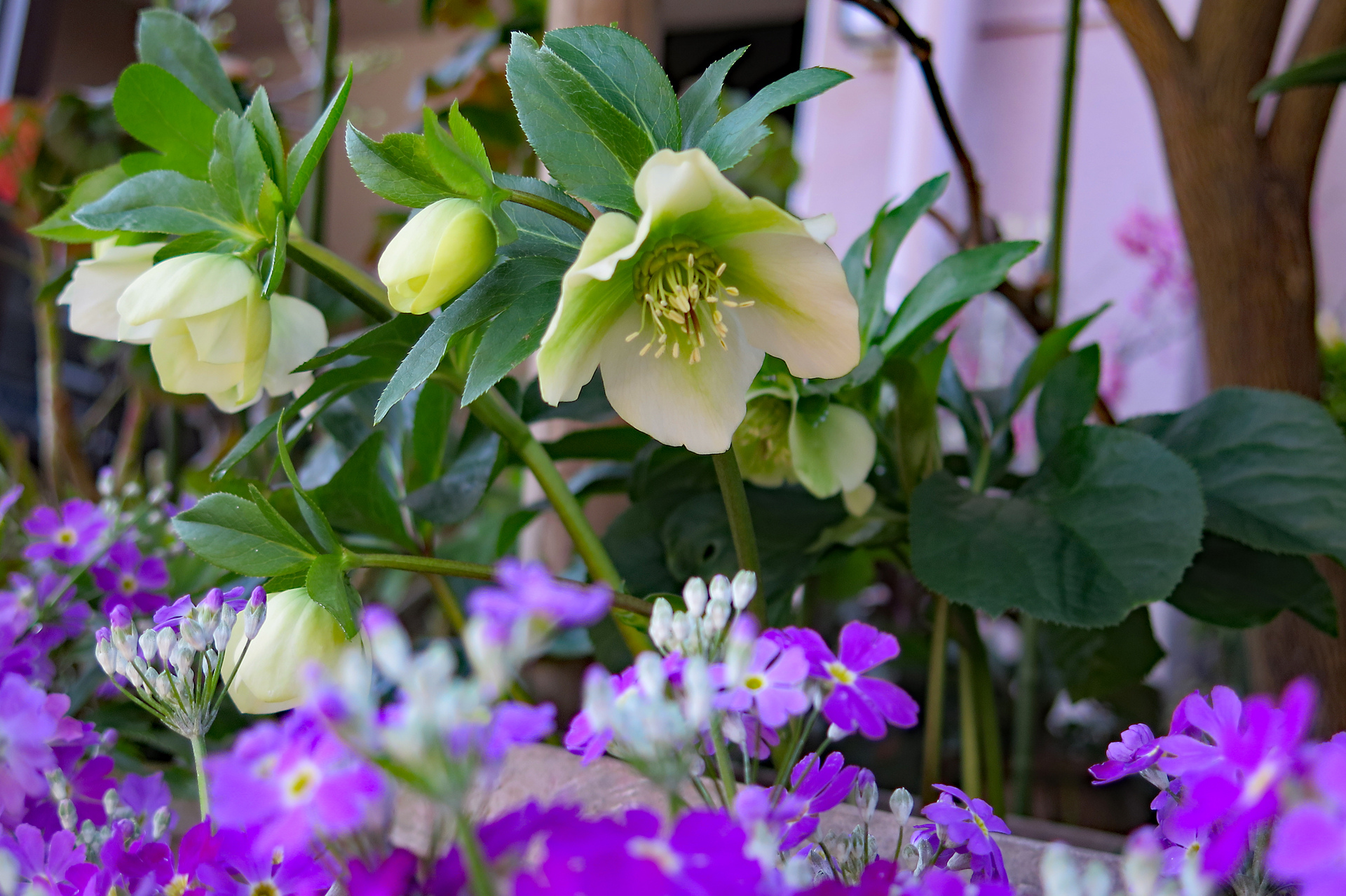 花 植物 クリスマスローズ 壁紙19x1279 壁紙館