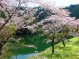 ダム湖と桜