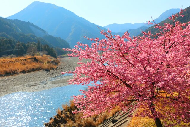 河津桜