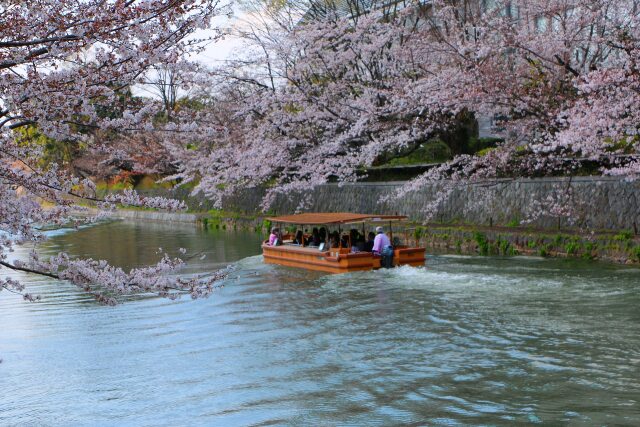 岡崎疎水春