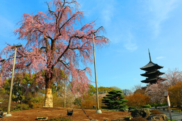 東寺春