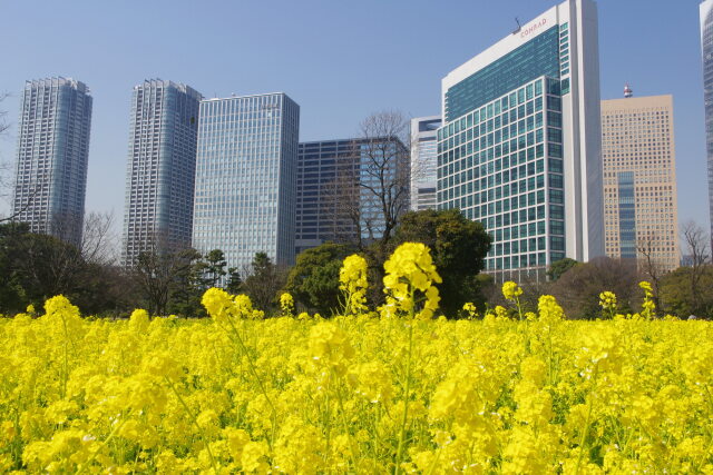 今年は見られないこの風景