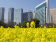 今年は見られないこの風景