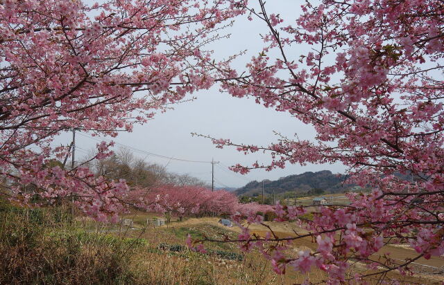 河津桜咲く里山