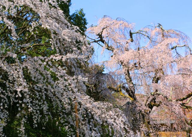 醍醐寺春