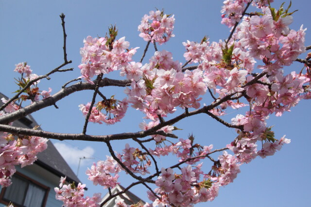 青い空に冴える河津桜