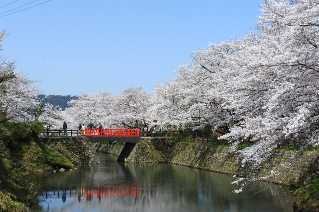 待ち遠しい桜の季節