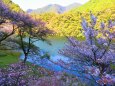 ダム湖と桜