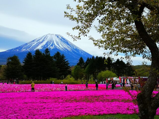 富士山春