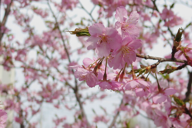 河津桜