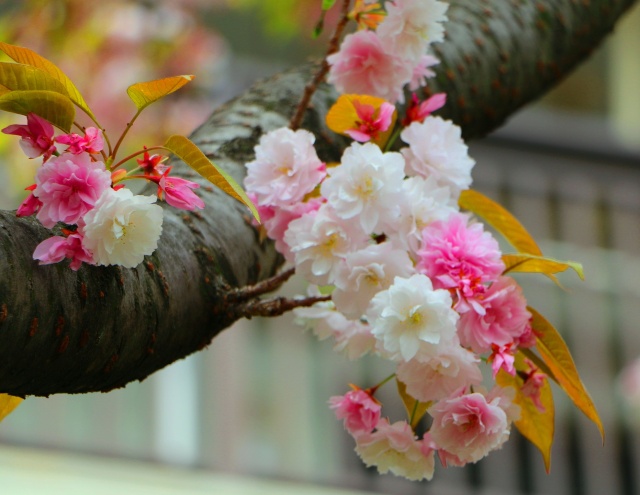 桜の花