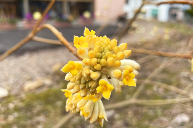 ミツマタの花咲始める春