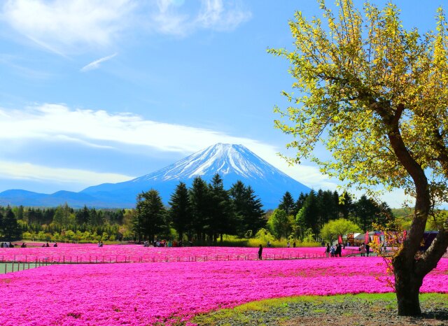 富士山春