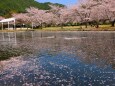 下北山村春