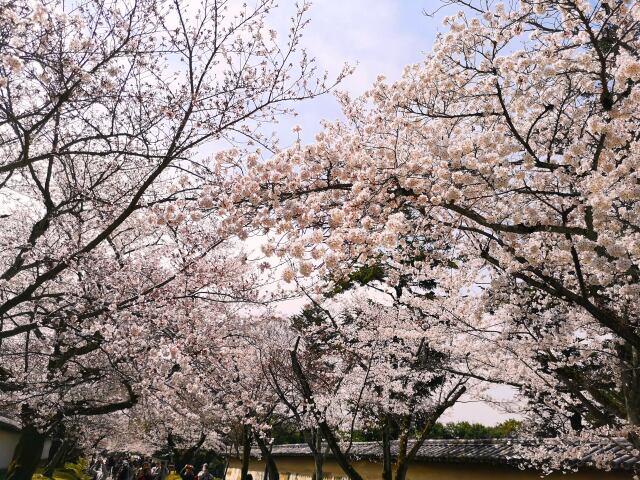 醍醐寺春