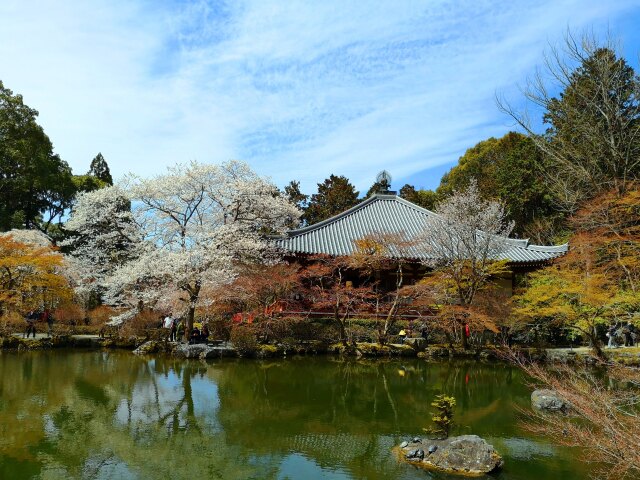 醍醐寺春