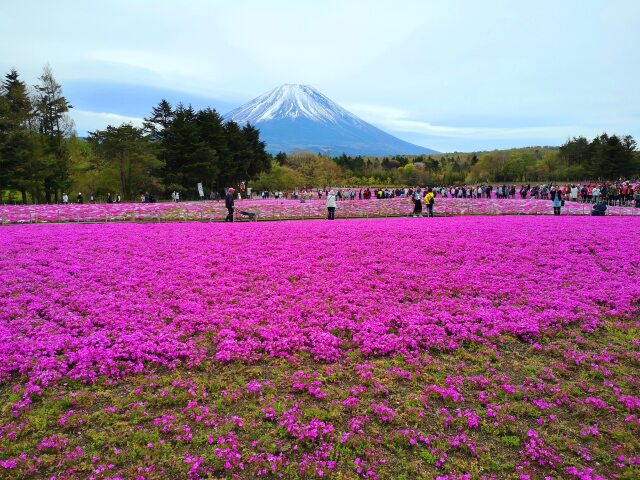 富士山春