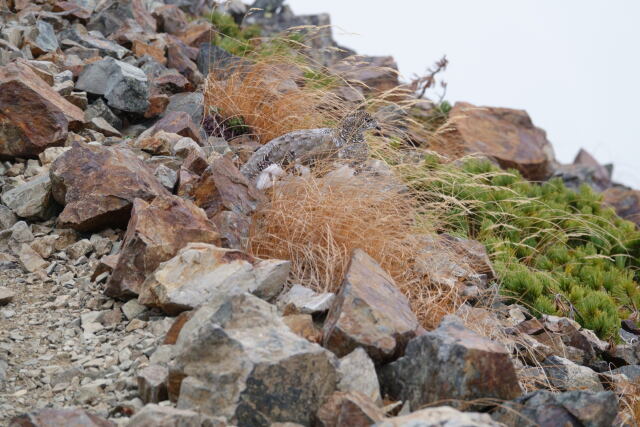 白馬岳の雌雷鳥