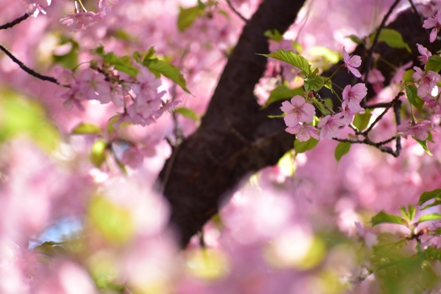 桜の木の下で