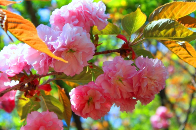 桜の花