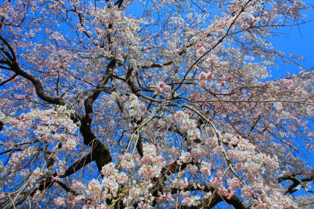 桜の花