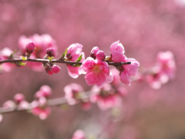 桃の花