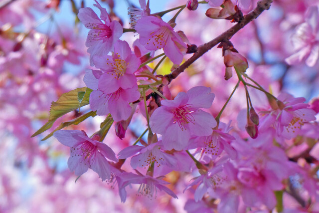 早咲きの桜・4