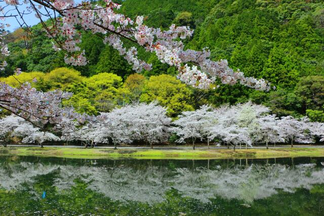 春の池と桜