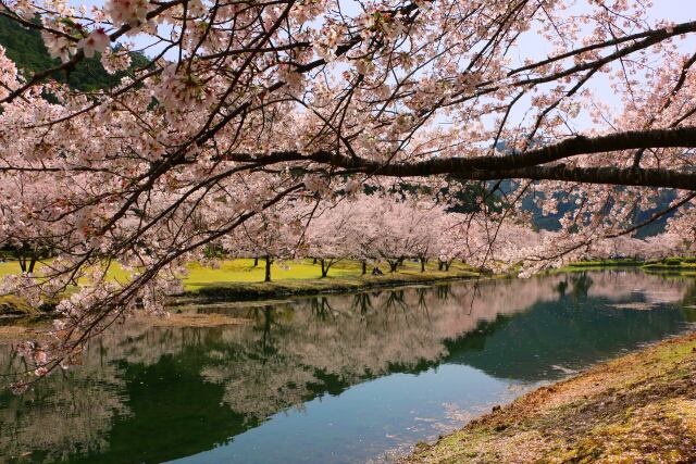 春の池と桜