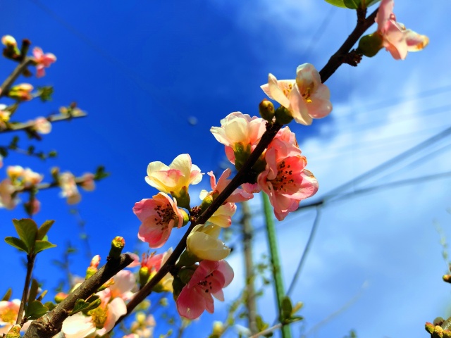 春の花