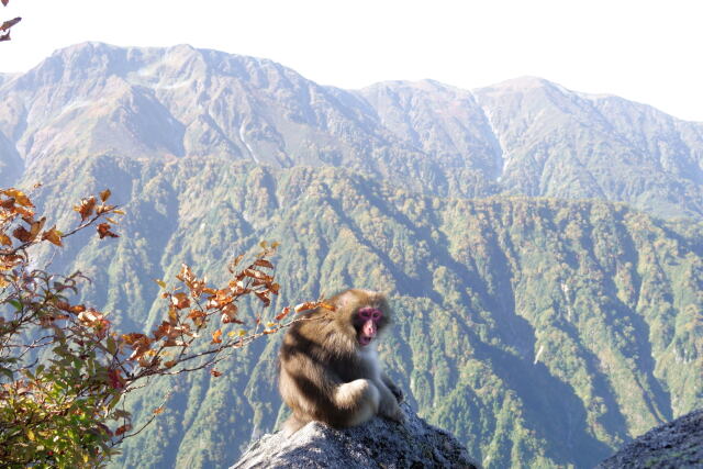 サルと大日岳