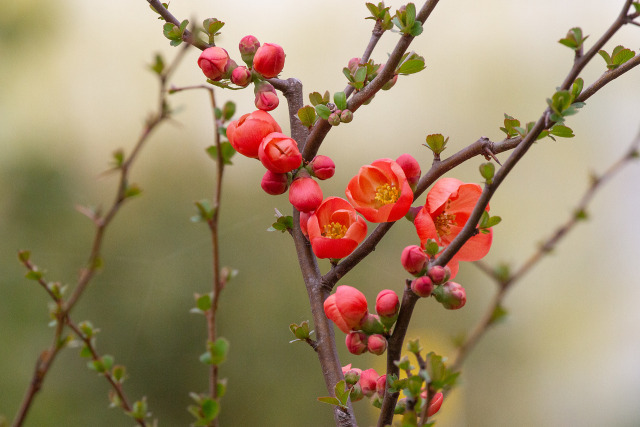 木瓜の花