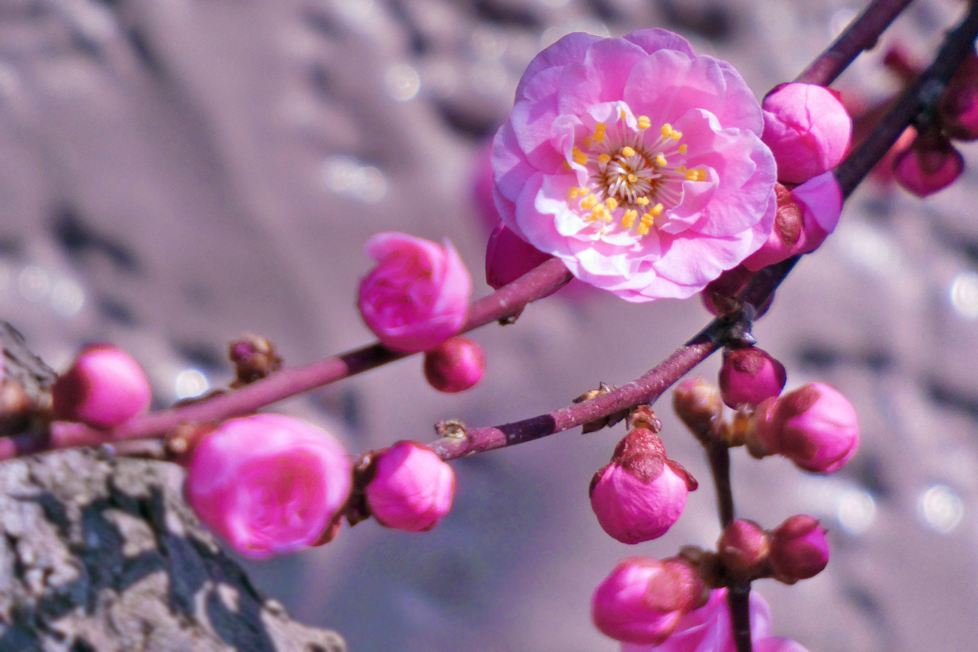 花 植物 梅の花 壁紙19x1280 壁紙館