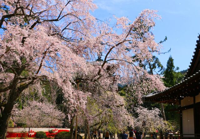 醍醐寺春