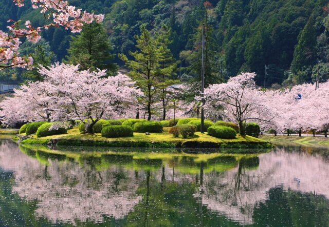 池に映る桜