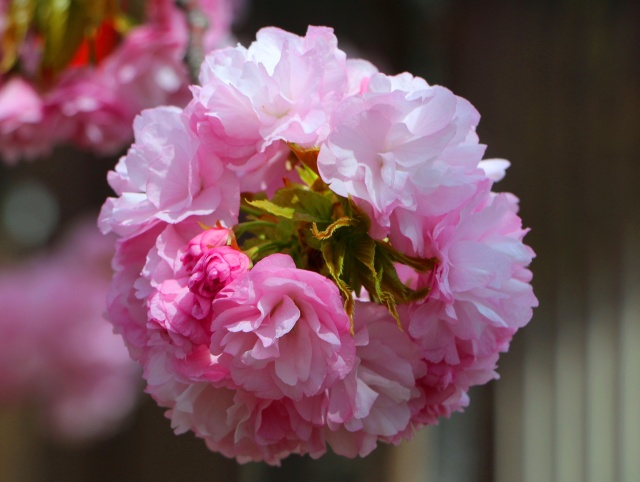 桜の花