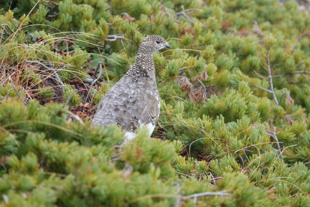 白馬岳の雌雷鳥3