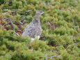 白馬岳の雌雷鳥3