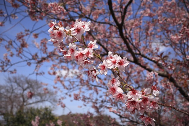 寒桜