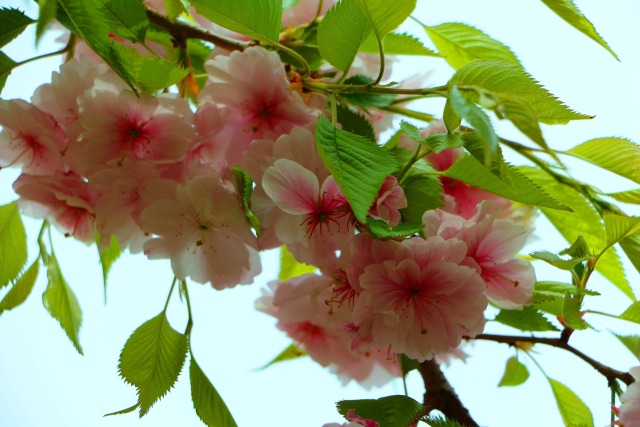 桜の花