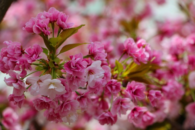 桜の花