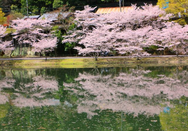 池に映る桜