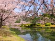 水辺の桜